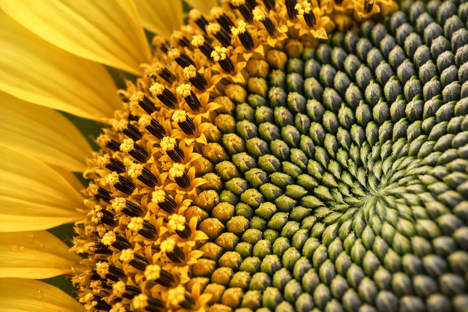 Cabeza de girasol en formación