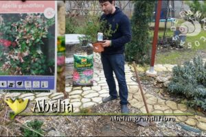 Cómo Plantar Abelias