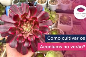 Cómo Plantar Aeoniums