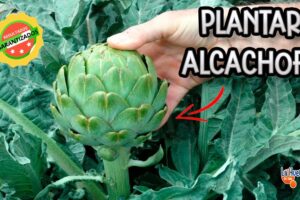 Cómo Plantar Alcaraveas