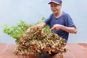 Cómo Plantar Bambara Nuts