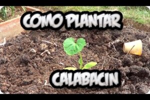 Cómo Plantar Calabacines