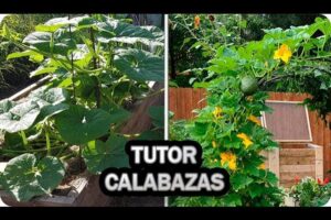 Cómo Plantar Calabazas Trepadoras