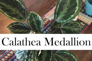 Cómo Plantar Calatheas Medallion