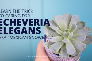 Cómo Plantar Echeverias Elegans Mexican Snowball