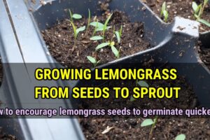 Cómo Plantar Lemongrasses