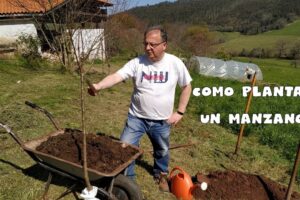Cómo Plantar Manzanos