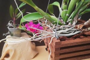 Cómo Plantar Orquídeas