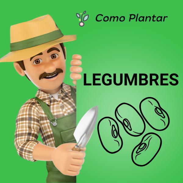 Guía para plantar legumbres