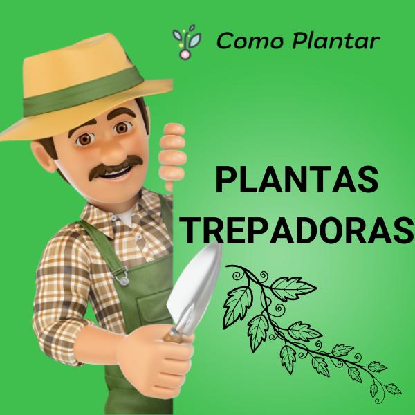 Guía para plantar plantas trepadoras