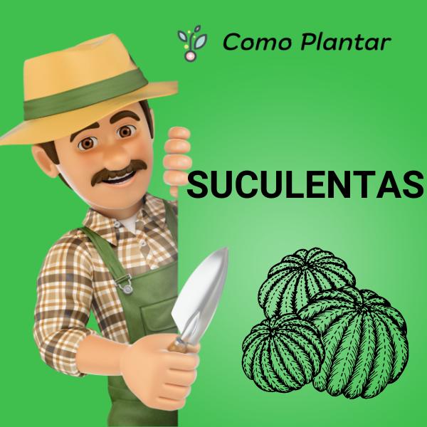 Guía para plantar suculentas