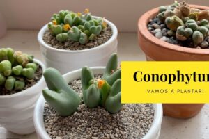 Cómo Plantar Conophytums