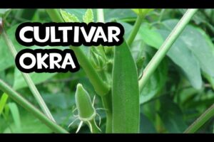 Cómo Plantar Okra