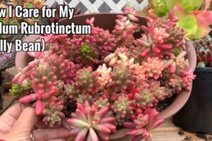 Cómo Plantar Sedums Rubrotinctum